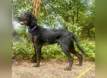 Budha, lieber, gut gelaunter Retriever Mischlingsrüde geb. 10/2025