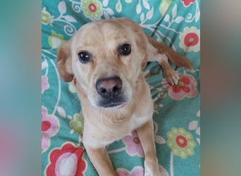 Szösz snfter freundlicher Labrador Mix