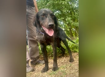 Budha, lieber, gut gelaunter Retriever Mischlingsrüde geb. 10/2025