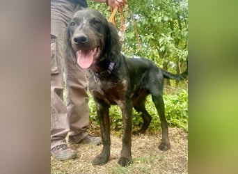Budha, lieber, gut gelaunter Retriever Mischlingsrüde geb. 10/2025