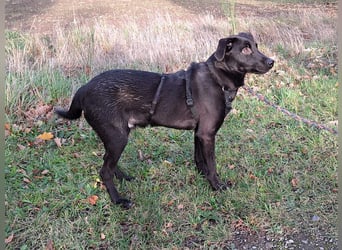 kleiner Labrador-Mix Jungrüde "Boni" sucht ein Zuhause