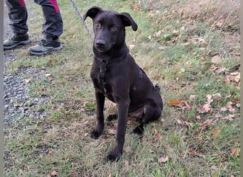 kleiner Labrador-Mix Jungrüde "Boni" sucht ein Zuhause
