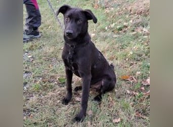 kleiner Labrador-Mix Jungrüde "Boni" sucht ein Zuhause