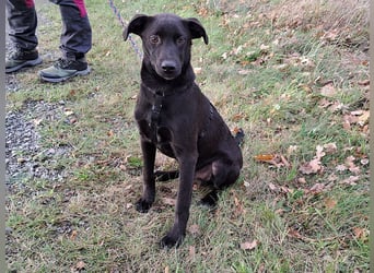 kleiner Labrador-Mix Jungrüde "Boni" sucht ein Zuhause