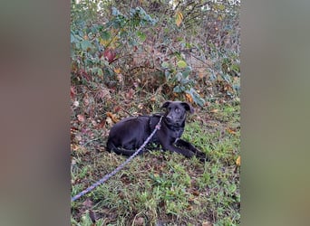 kleiner Labrador-Mix Jungrüde "Boni" sucht ein Zuhause