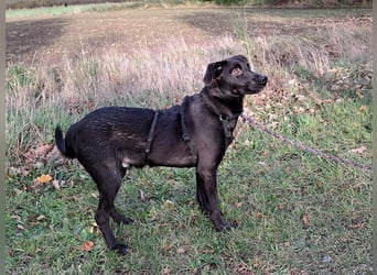 kleiner Labrador-Mix Jungrüde "Boni" sucht ein Zuhause