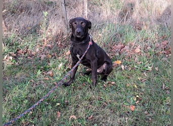 kleiner Labrador-Mix Jungrüde "Boni" sucht ein Zuhause