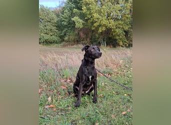 kleiner Labrador-Mix Jungrüde "Boni" sucht ein Zuhause
