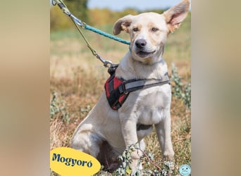 Mogyoro SI, freundlich, verträglich