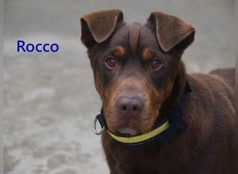 Rocco geb. 10/2022 (ESP) - schokoladenfarbiger, freundlicher Hundemann!