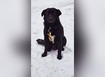 Ebano lebte lange Zeit an der Kette