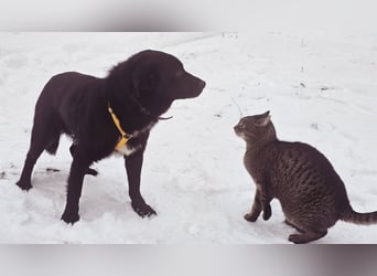 Ebano lebte lange Zeit an der Kette
