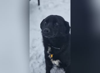 Ebano lebte lange Zeit an der Kette