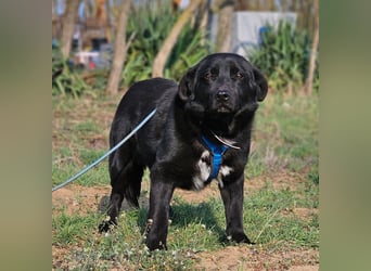 Ebano lebte lange Zeit an der Kette