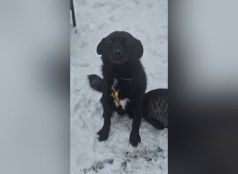 Ebano lebte lange Zeit an der Kette