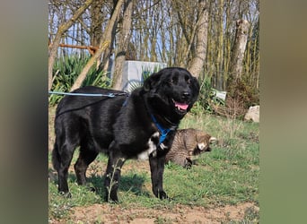 Ebano lebte lange Zeit an der Kette