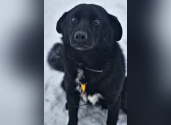 Ebano lebte lange Zeit an der Kette