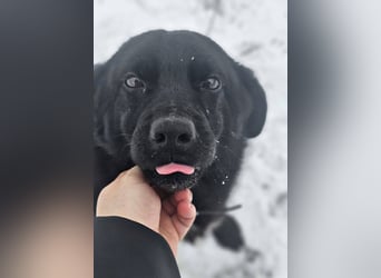 Ebano lebte lange Zeit an der Kette