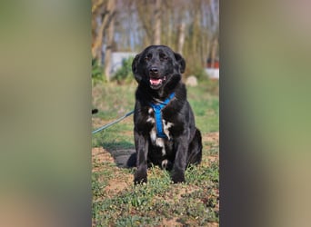 Ebano lebte lange Zeit an der Kette