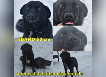 Ebano lebte lange Zeit an der Kette