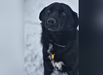 Ebano lebte lange Zeit an der Kette