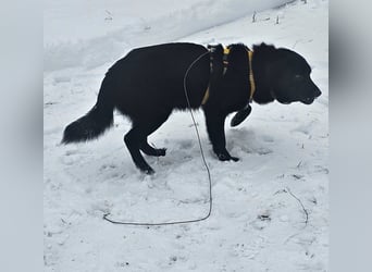 Ebano lebte lange Zeit an der Kette