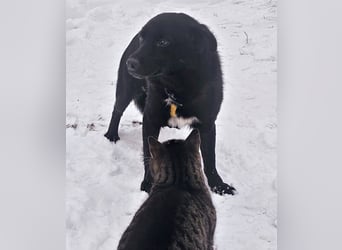 Ebano lebte lange Zeit an der Kette