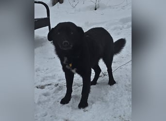 Ebano lebte lange Zeit an der Kette