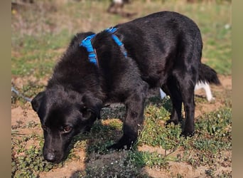 Ebano lebte lange Zeit an der Kette