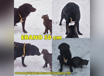 Ebano lebte lange Zeit an der Kette