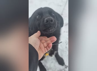 Ebano lebte lange Zeit an der Kette