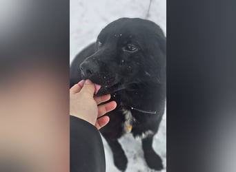 Ebano lebte lange Zeit an der Kette