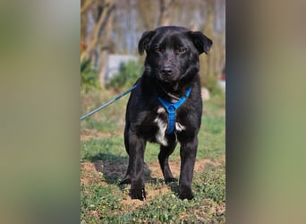 Ebano lebte lange Zeit an der Kette