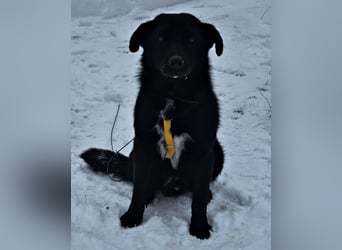 Ebano lebte lange Zeit an der Kette