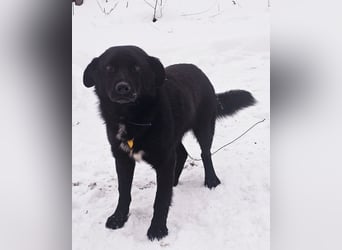 Ebano lebte lange Zeit an der Kette