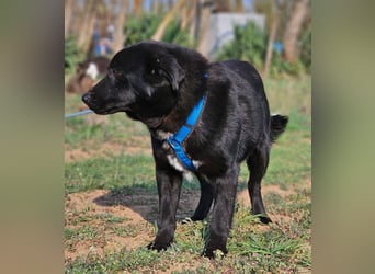 Ebano lebte lange Zeit an der Kette