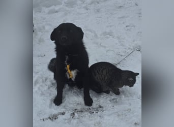 Ebano lebte lange Zeit an der Kette