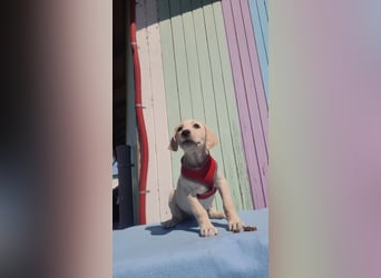 Doris - Labrador Mischling