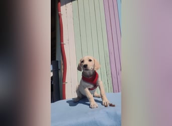 Doris - Labrador Mischling