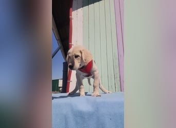 Doris - Labrador Mischling