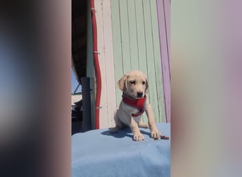 Doris - Labrador Mischling