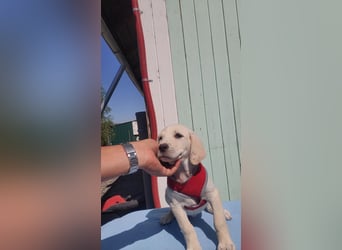 Doris - Labrador Mischling
