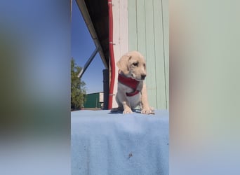 Doris - Labrador Mischling