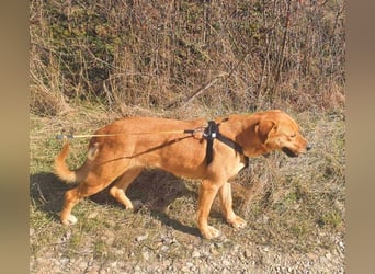 Linda ist eine Labrador-Hündin und hatte viel Pech in ihrem Leben