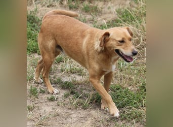 Udo 43 cm geb. 01/2021 wäre ein guter Familienhund Udo 43 cm geb. 01/2021 wäre ein guter Familienhund