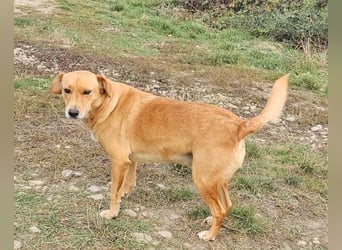 Udo 43 cm geb. 01/2021 wäre ein guter Familienhund Udo 43 cm geb. 01/2021 wäre ein guter Familienhund