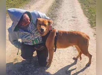 Linda ist eine Labrador-Hündin und hatte viel Pech in ihrem Leben