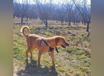 Linda ist eine Labrador-Hündin und hatte viel Pech in ihrem Leben