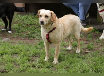 Labrador Luiza geb. 11/2022 wartet in 29690 Schwarmstedt auf ein endgültiges Zuhause