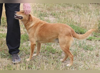 Udo 43 cm geb. 01/2021 wäre ein guter Familienhund Udo 43 cm geb. 01/2021 wäre ein guter Familienhund